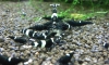 kingkong panda ҹ Atlantis ҷԵ