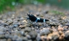  Black Shadow  ŴҤ8iy[