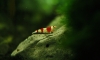 JY RED B ѡâ¤Ѻ