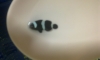 ҡٹҤҶ١