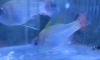 » blue eye cardinal 
