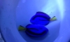 ºᷧ 1