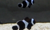 µٹ 2 Ѻ