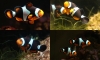 ҡٹ Superblack Percula лҡٹ Picasso  ôѺ 