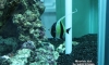  ˹ѧ moorish idol Թ Թ Թءҧ -ǤѺ