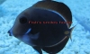 ҹԴǹФѺ С鹵ҡ ˹ǤѺ (§ФѺ)