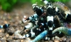 ش˭ Panda Hinomayu/Blue bolt ҤһѴ