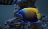 һ