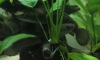 ��� ��ҡ�� 7 �� (Channa limbata) 150 �ҷ