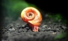  PINK HORN SNALL size    1 cm 繪شѺ*ԹǤ