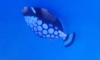 ǵǵš  (clown triggerfish)