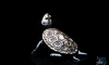  Diamand Black, Fly River Turtle, Axolotl