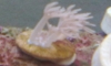 鹵ҤѺ