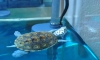Diamindback tortoise,,.  