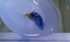   ҡͧͿԡ