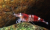 ʹ� "crystal red bee shrimp"