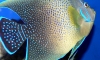   pomacanthus semicirculatus (ҹ) Ѻ