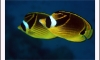 ҡͧ»ҷͺͧâ觤Ѻ 
