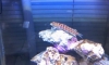  Lyretail Grubfish