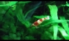  redbee PRL Ҥ觡ѹ§