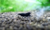 KingKong/Panda-ShrimpHouse