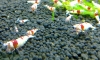  Red Bee 繪ش10 2500