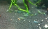 ��� Aura blue shrimp 0.5-1 cm (�Դ��â�¤�Ѻ) 