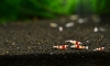  Redbee PRL 