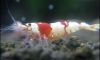 Red Bee(PRL) ô  10  950/͹ .. ء 10   1 