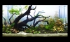 Update  "Death Timber Over The Little Creek" ( 4 ͹) ҧش