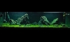 Sixnature Iwagumi  60"