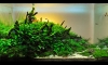 " The Liveliness of Nature" Ѿഷ 24/9/56 (˹3ҧѺ)
