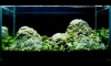 Intention green  III