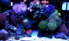 Underwater World Tank Update 25/08/2013
