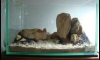  12   觵駤Ѻ