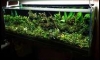 SiamBuceShop Bucephalandra Tank (ѹ֡ͧҺૻ)update ش 23-12-2013