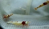 []  Redbee º 3 ǤѺ 