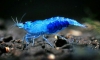Ebi club shrimp~~~~  Dream blue Rilli shrimp New!!!! ǤѺ
