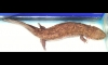  Giant Salamander šѺáФѺ