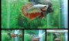 ��»�ҡѴ Red Dragon 