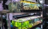 Tiger Aqua Plant   ''' Mission completion !!!! ''' Ѿ ¹ҹ