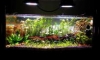 ��� LED 20 40 60W (LED High Power full spectrum) ����§�С��ѧ ��ҷ��� ����� 