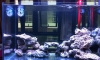 Reef Corner @Deluxe place rangsit 24" [Update 13/11/56]