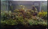 Bucephalandra tank 2/12/56