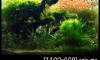 My Forrest
