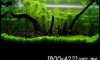 Tonina's Tank at my Bkk condo