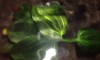 鹹ѡش