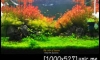 --- The color of season --- ŧٻǤҺ