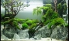 forbidding forest (Ѵ) UPDATE شФ!!!! 10/05/2014 