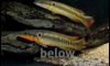�ش�ʹ������侤� Zebrina & Atabapo Red